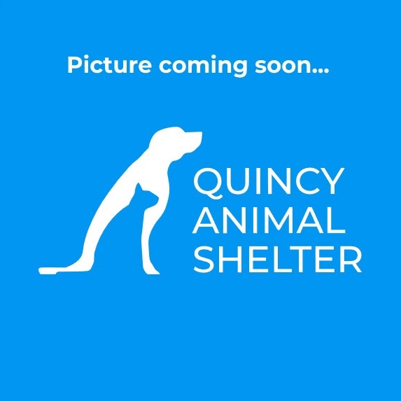 quincy animal shelter quincy il